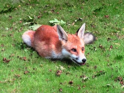 Fox, Muirfield Park, 27.08.23