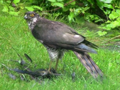 Sparrowhawk, Muirfield Park, 02.08.23