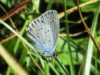 Provencal Short-tailed Blue, Leuk, 05.07.22