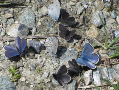 Alpine Blue, Cranberry Blue, Small Blue, Grimentz, 07.07.23