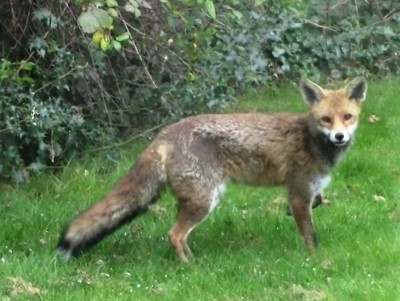 Fox, Muirfield Park, 29.03.22