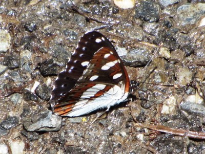 Southern White Admiral, Leuk, 06.07.23