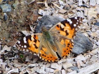 Painted Lady, 04.06.22