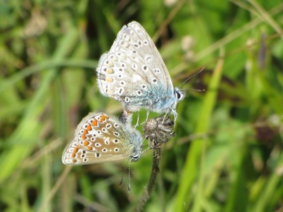 Common Blue, Kiplingcotes, 23.08.21