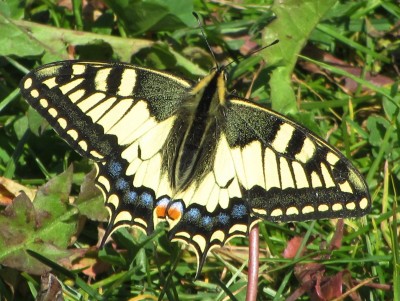 Swallowtail, Allmendhubel, 08.07.18