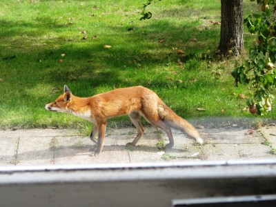 Fox, Muirfield Park, 17.09.22