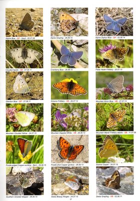 Swiss Butterflies Site Guide Page 27