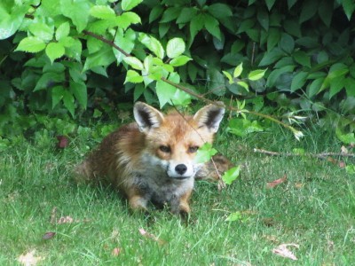 Fox, Muirfield Park, 18.06.23