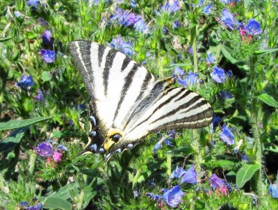 Scarce Swallowtail, Leuk, 01.07.22