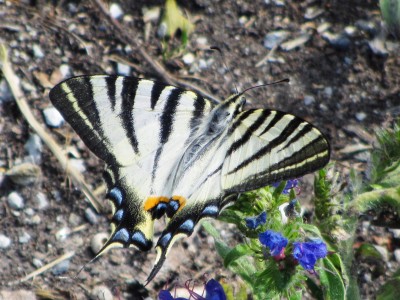 Scarce Swallowtail, Leuk, 09.07.18