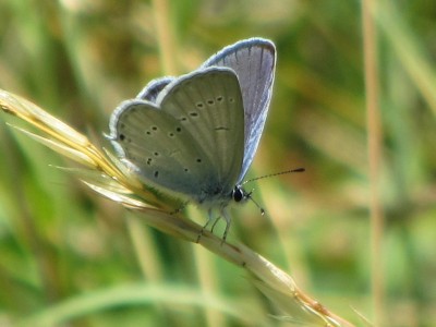 Provencal Short-tailed Blue, Leuk, 04.07.22