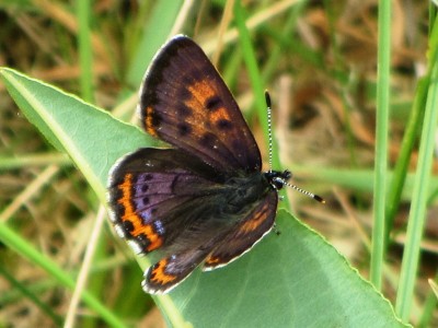 Violet Copper male. Le Brassus, 06.06.22