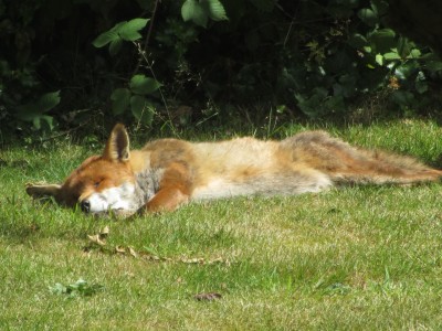 Fox, Muirfield Park, 17.07.23