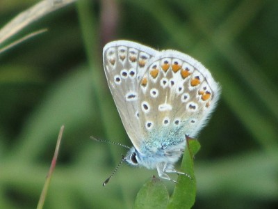 Common Blue, Kiplingcotes, 12.08.21