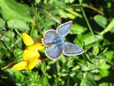 Silver-studded Blue, Lauenensee, 02.07.22