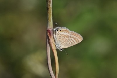 Lampides boeticus Long-tailed Blue