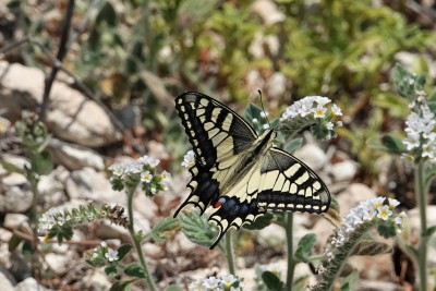 Papilio machaon Swallowtail