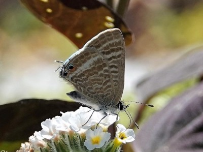 Lampides boeticus Long-tailed Blue