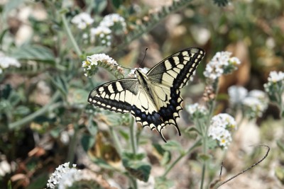 Papilio machaon Swallowtail