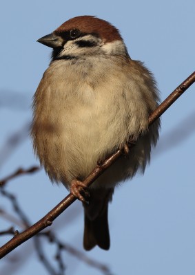 2 Tree Sparrow.jpg