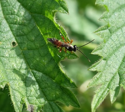 Diplazon laetatorius (Hoverfly parasitic wasp)