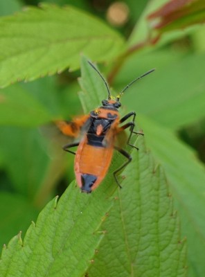 Corizus hyoscyami (Cinnamon Bug)