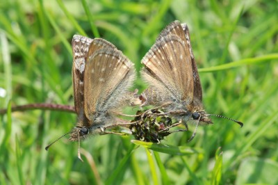 Mating Dingy Skippers.jpg