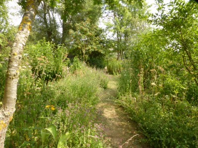 Pathway through the woodland garden - we regard it as a woodland ride RESIE.JPG
