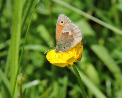The Small Heath stayed with us for a few years before dwindling away but is now satisfactorily making a comeback.jpg