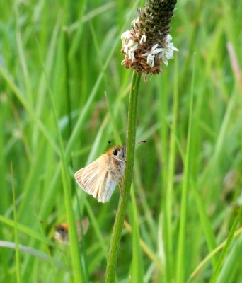 Essex Skipper showing the unmistakeable antennae tips.jpg