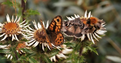 Wall Brown m upp feeding on carline thistle with Silver Y and bee (2) 5-8-22 RIMAC NR, Saltfleetby, Lincolnshire.JPG