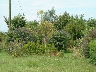 Ten years on - the same area now colonised with young trees and a flowering meadow system.jpg