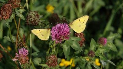 A couple of Clouded Yellows having a meet up over a clover lunch RESIZED.JPG