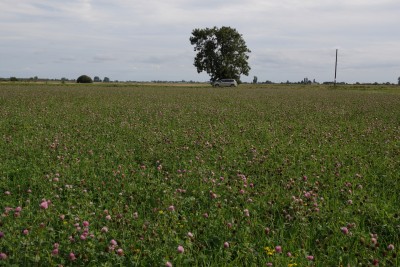 The 2022 clover field near us where all the action took place, sown with a clover - birds-foot trefoil - vetch mix as part of an environmental stewardship scheme RESIZED..JPG