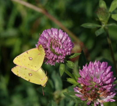 Clouded Yellows ensuring the continuation of the species. 'Just hang on in there, babe!' RESIZED.JPG