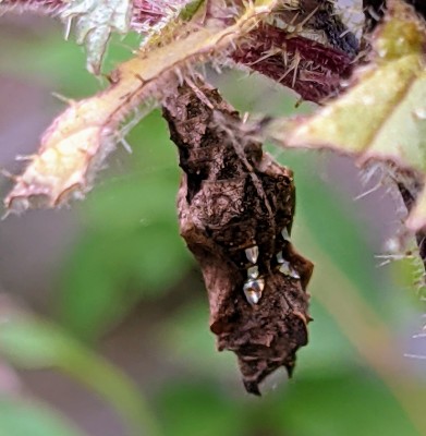 Comma chrysalis with gold dots.jpg