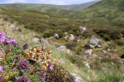 Small Pearls on the mountain, Glenshee