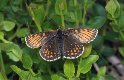 Heath Fritillary Melitaea athalia - tectensis ab. (possible?)<br />Halse Combe, Somerset 07/06/2021
