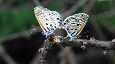 Azanus jesous topaz spotted blue mating pair female right.JPG