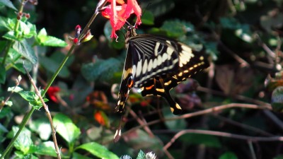 Papilio ophidicephalus Emperor Swallowtail.jpg