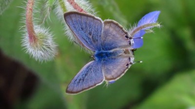 Lampides boeticus long tailed blue male (5).JPG