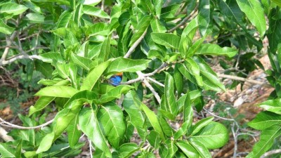 Myrina silenus ficedula fig tree blue (6).JPG