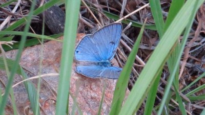 Lepidochrysops patricia Patricia blue male (3).JPG