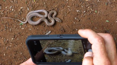 Lamprophis fuliginosus Brown House Snake (2).jpg