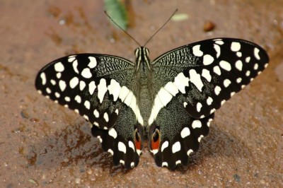 Papilio demodocus demoducus citrus swallowtail.JPG