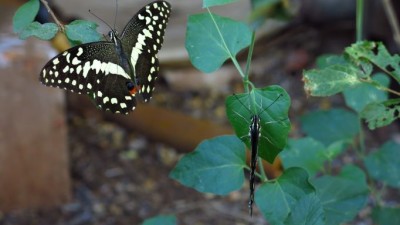 Papilio demodocus demoducus citrus swallowtail (4).JPG