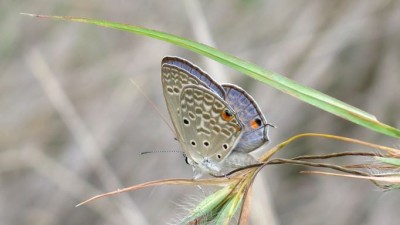 Lepidochrysops patricia Patricia blue male (4).JPG