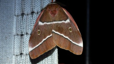 Gonimbrasia belina Mopane Moth.jpg