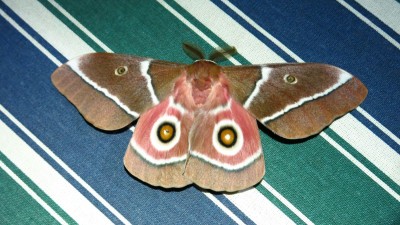 Gonimbrasia belina Mopane Moth (2).jpg