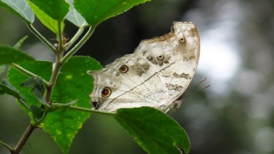 Protogoniomorpha parhassus - common mother of pearl or clouded.jpg